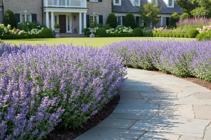 Nepeta 'Early Bird'
