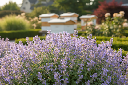 Nepeta 'Early Bird'