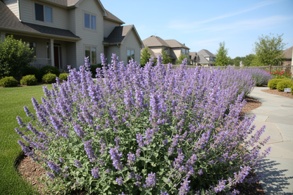 Nepeta 'Early Bird' Catmint perennial  plants, suburban setting, sunny day,