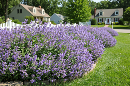 Nepeta faassenii 'Walker's Low' Catmint perennial plants, sunny suburban setting,