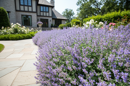 Nepeta 'Junior Walker'