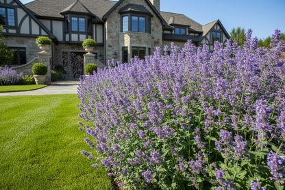 Nepeta 'Walker's Low'