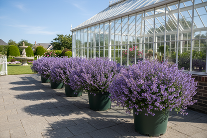 Nepeta 'Walker's Low'