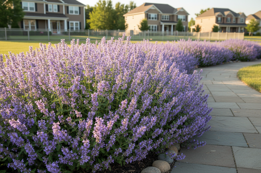 nepeta 'walkers low' perennial plants as a border, suburban neighborhood