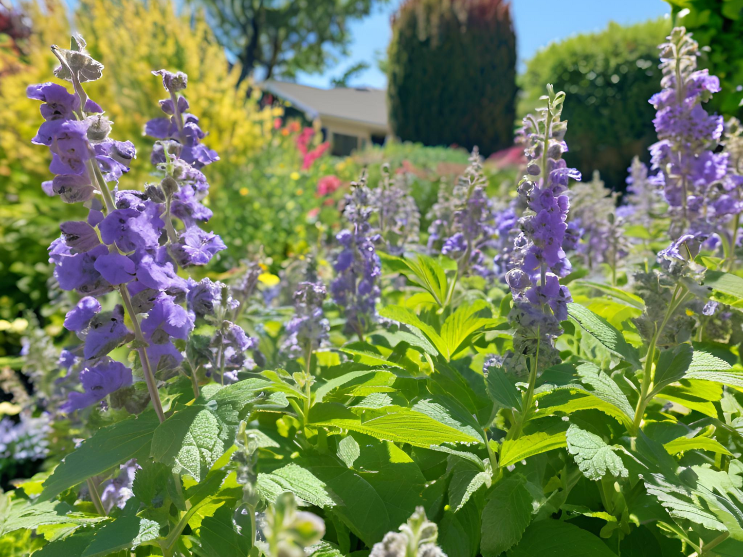 Nepeta 'Walker's Low'