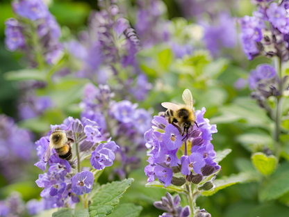 Nepeta 'Walker's Low'