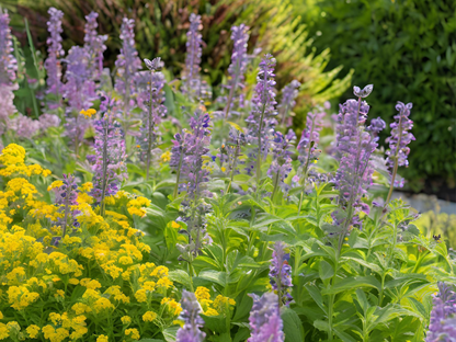 Nepeta 'Walker's Low'