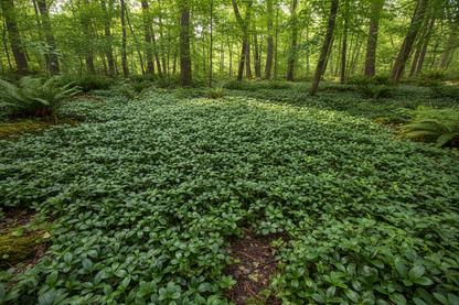 Pachysandra terminalis 'Green Carpet' perennial ground cover plants, woodland setting
