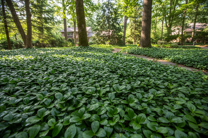 Pachysandra terminalis 'Green Carpet' perennial ground cover plants, woodland suburban setting