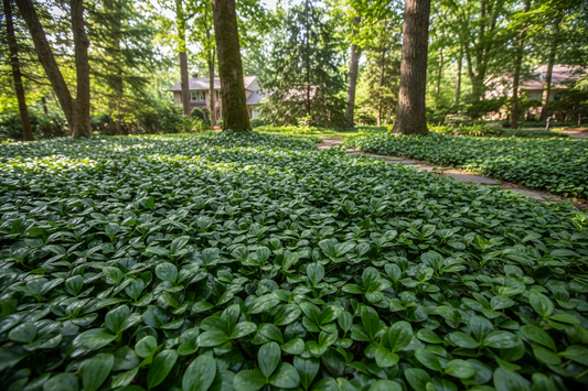 Pachysandra terminalis 'Green Carpet' perennial ground cover plants, woodland suburban setting