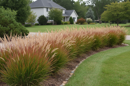 Panicum 'Shenandoah' perennial plants, as a border, suburban setting,