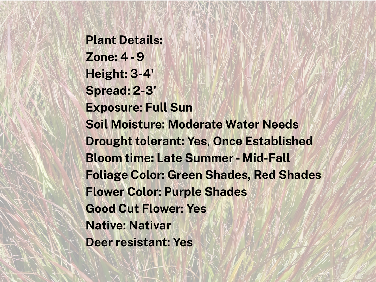 Panicum 'Shenandoah'