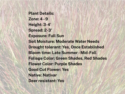 Panicum 'Shenandoah'