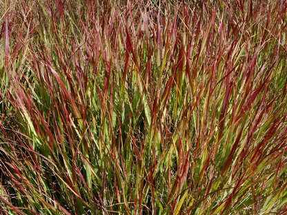 Panicum 'Shenandoah'