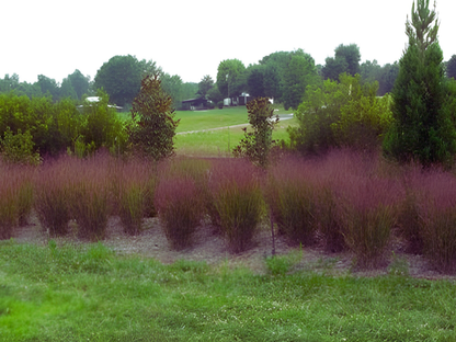 Panicum 'Shenandoah'