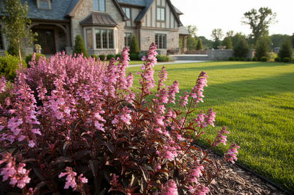 Penstemon 'Dark Tower'