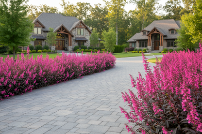 Penstemon 'Dark Tower'