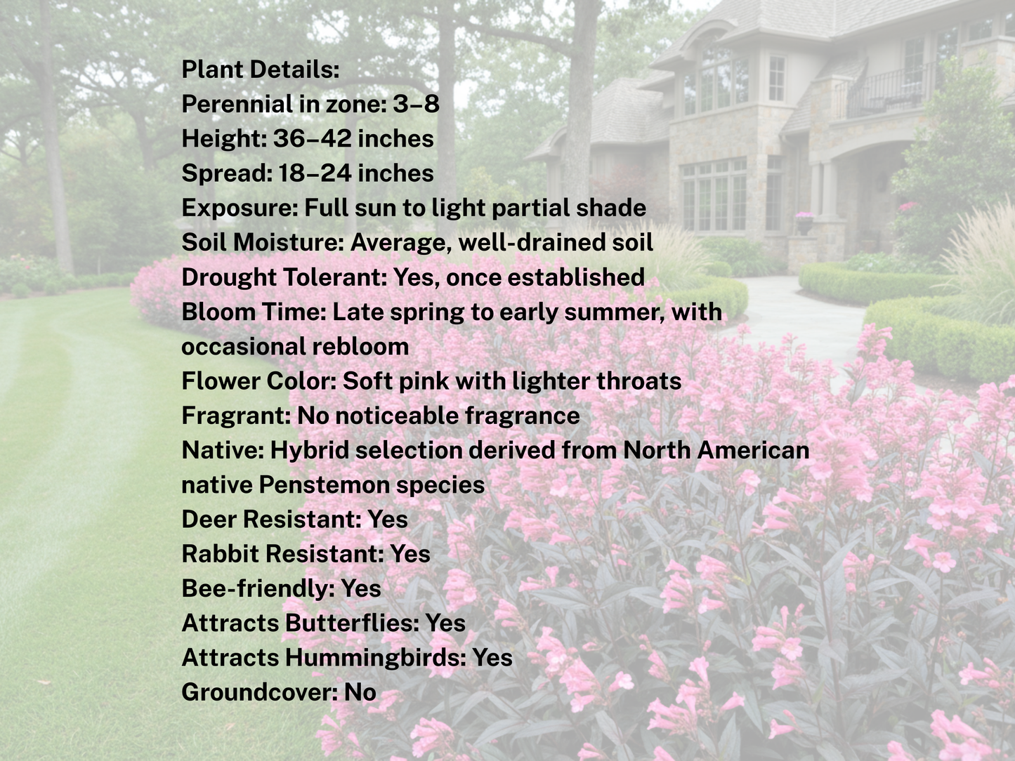 Penstemon 'Dark Tower'