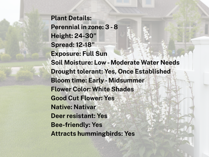 Penstemon 'Husker Red'