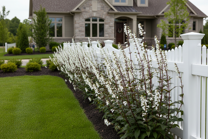 Penstemon 'Husker Red'