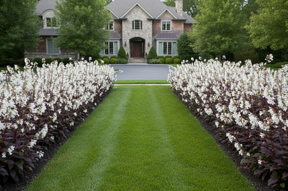 Penstemon 'Husker Red'