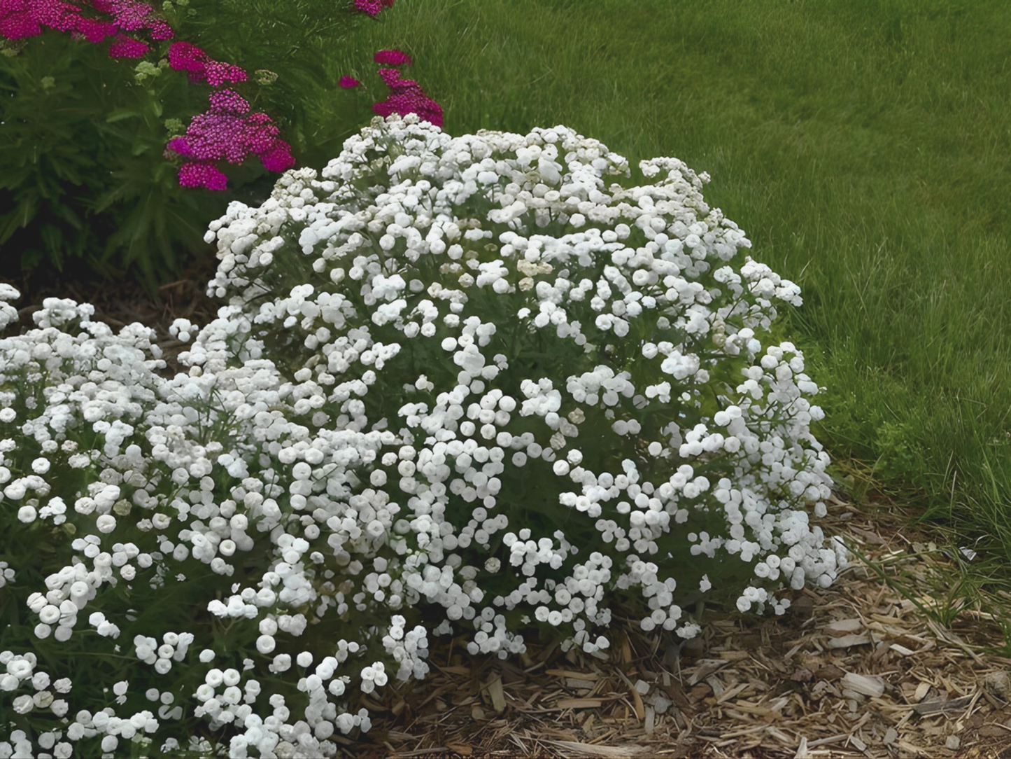 Achillea 'Peter Cottontail