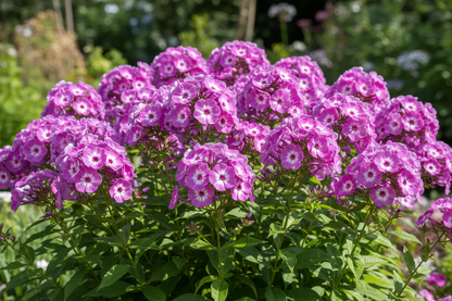 Phlox 'Laura' Perennial plants