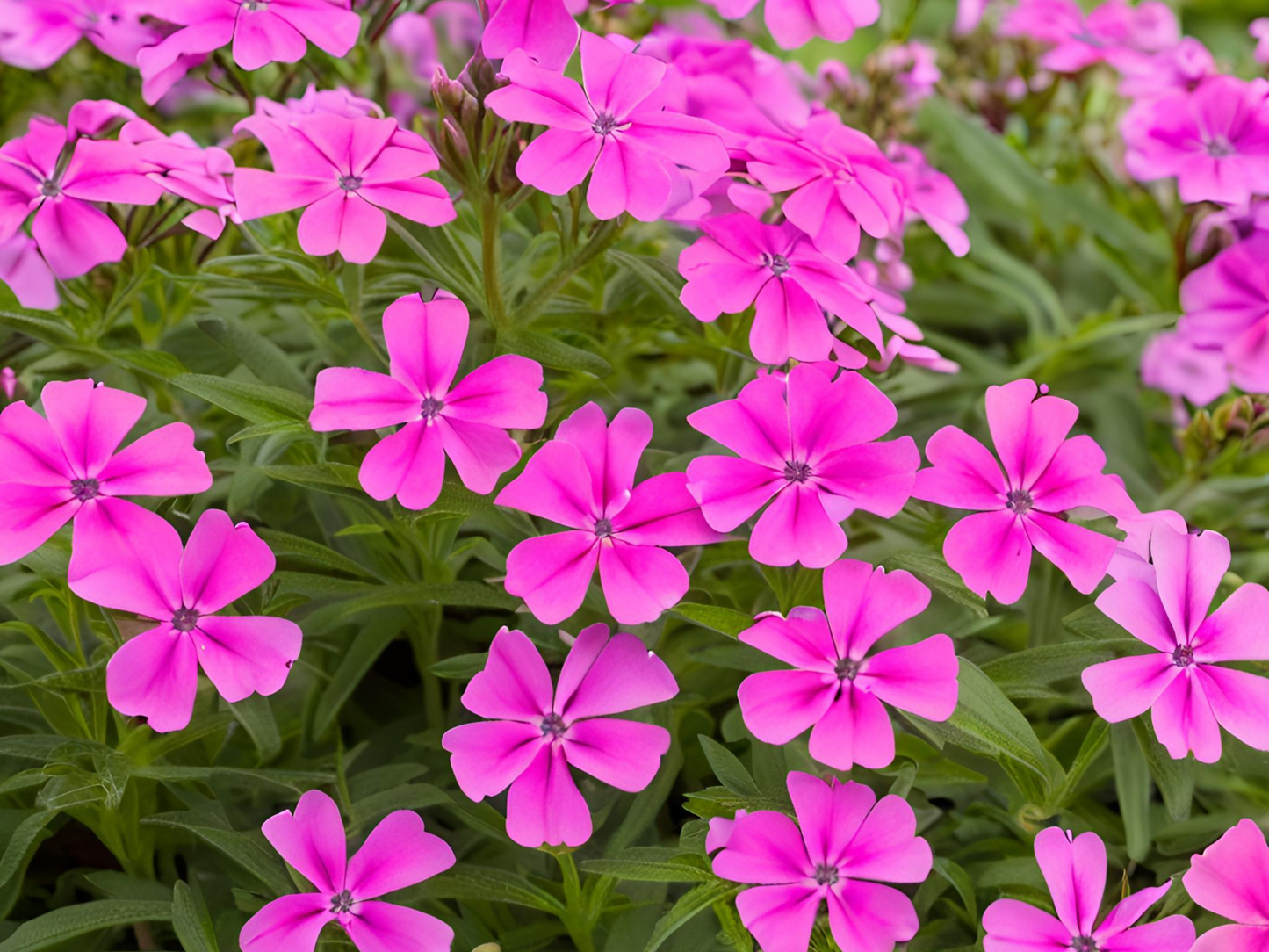 Phlox 'Laura'