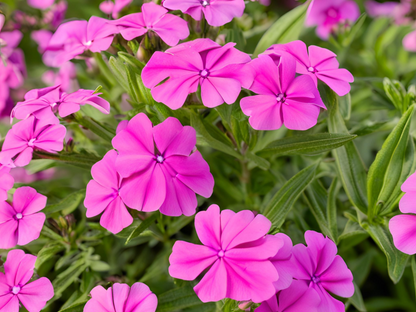 Phlox 'Laura'