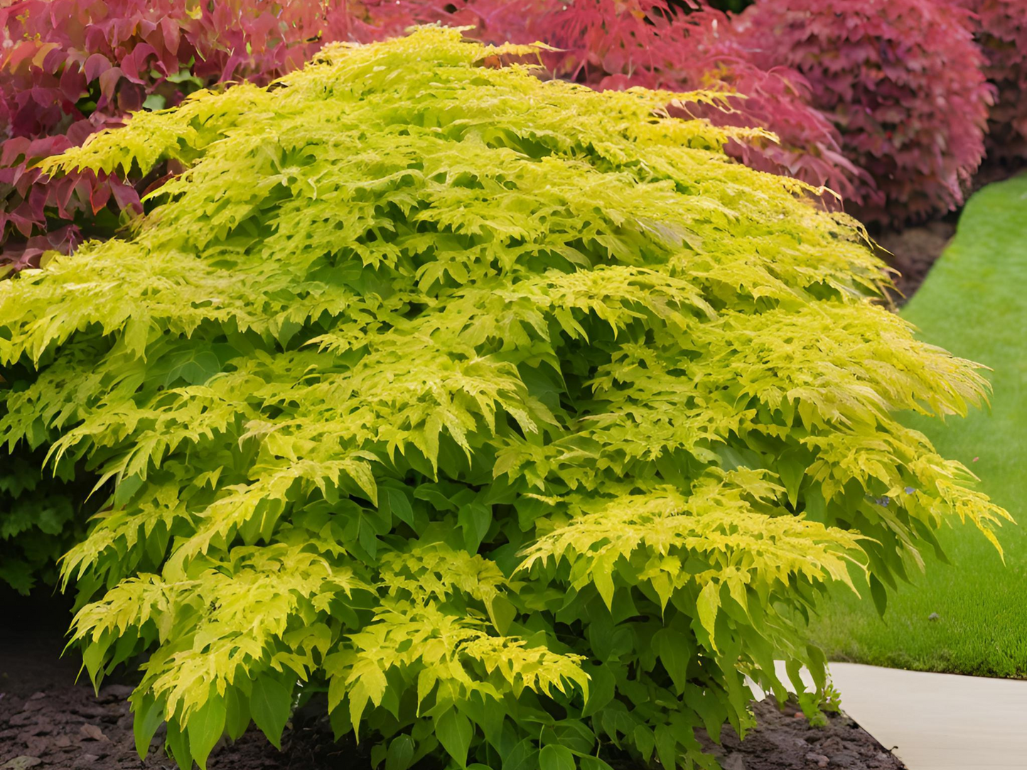 Aralia cordata 'Sun King'