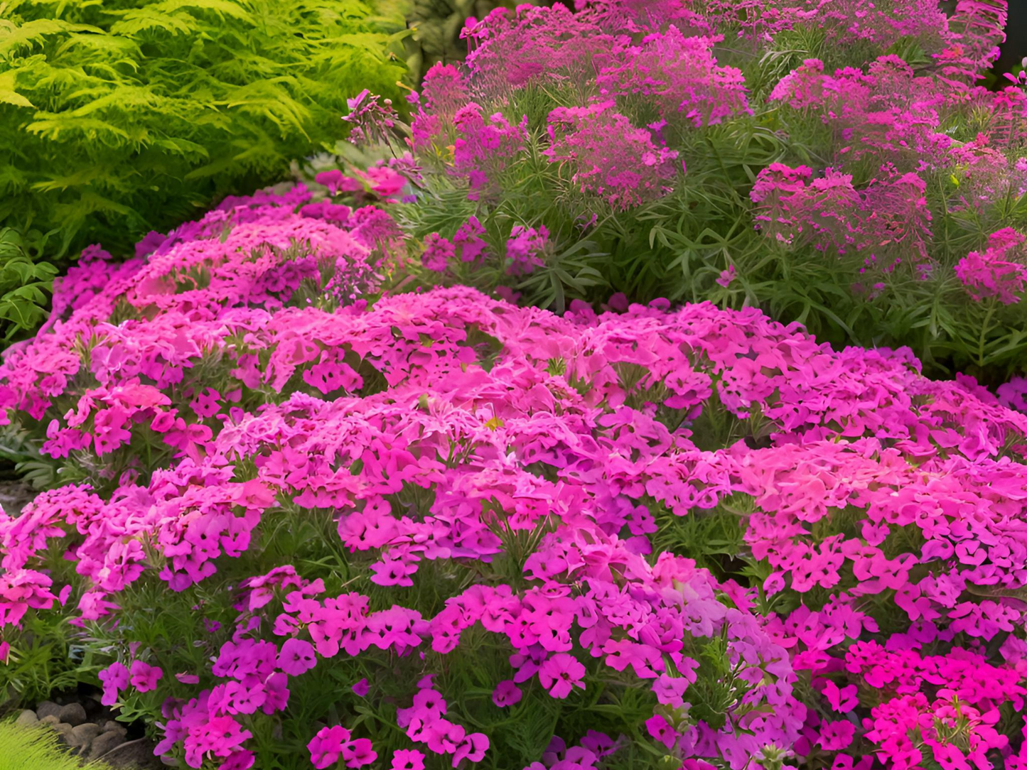 Phlox 'Laura'