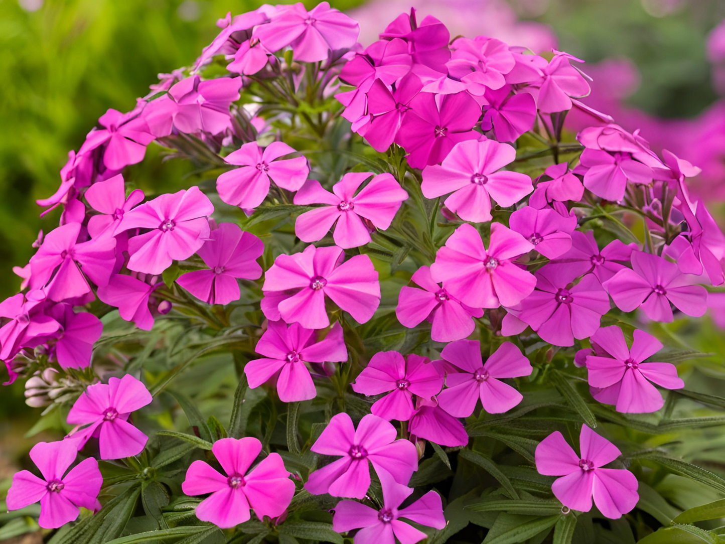 Phlox 'Laura'