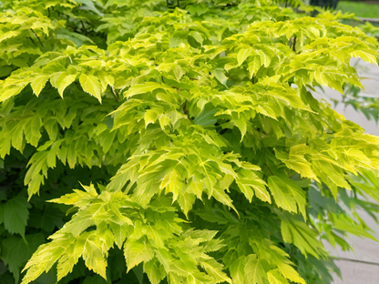 Aralia cordata 'Sun King'