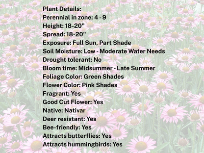 Echinacea 'Pixie Meadowbrite'