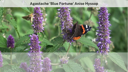 Agastache 'Blue Fortune'