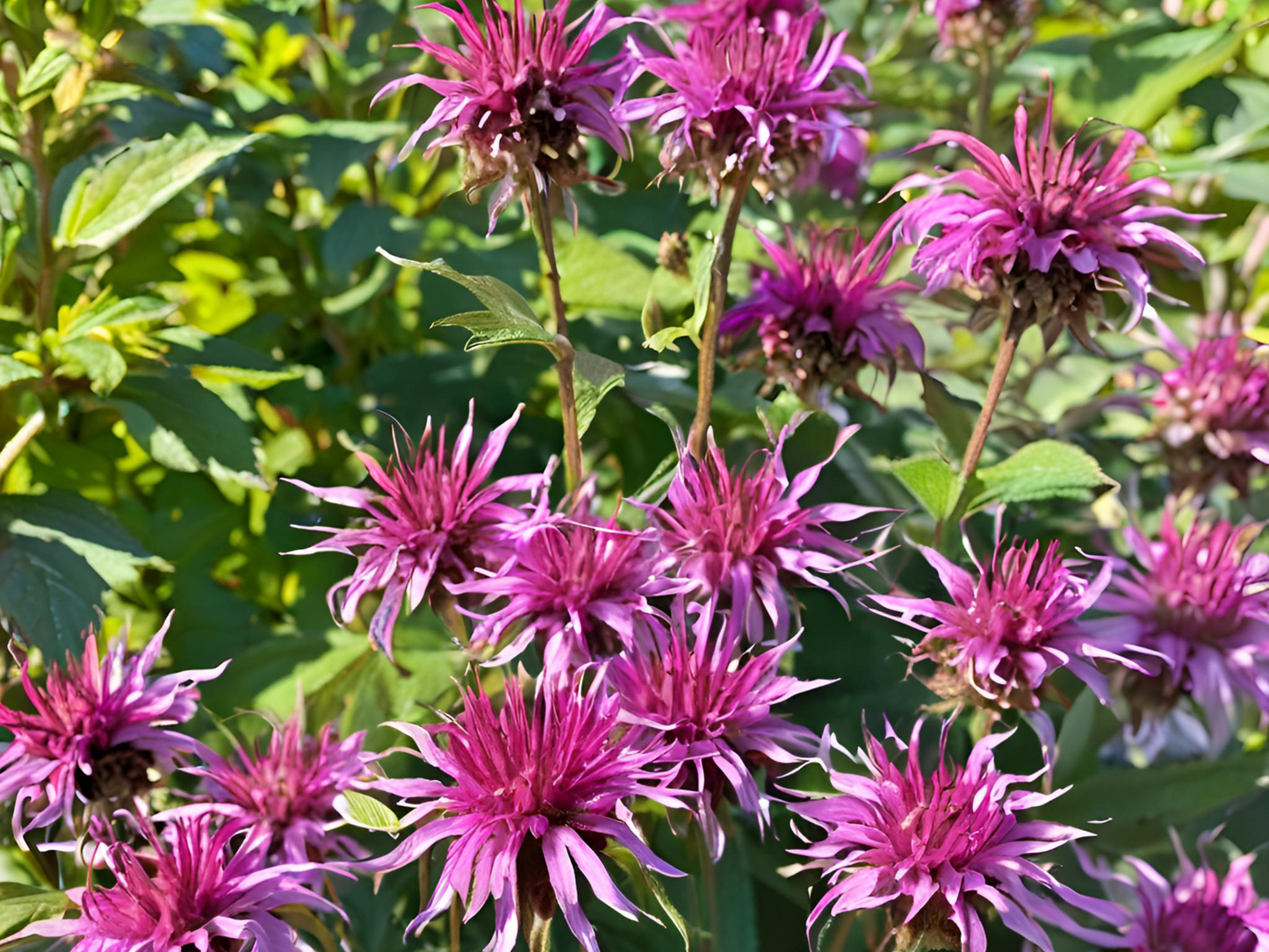 Monarda 'Purple Rooster'