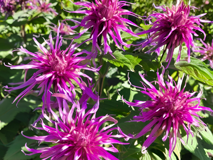 Monarda 'Purple Rooster'