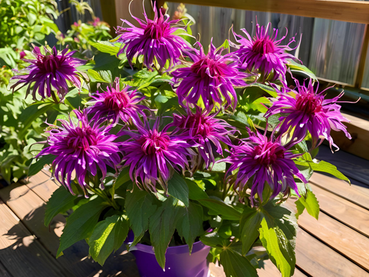 Monarda 'Purple Rooster'