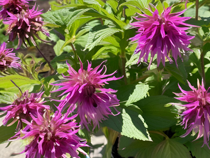 Monarda 'Purple Rooster'