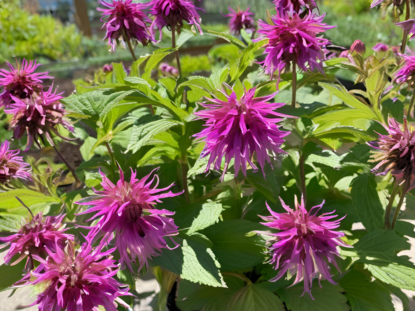 Monarda 'Purple Rooster'