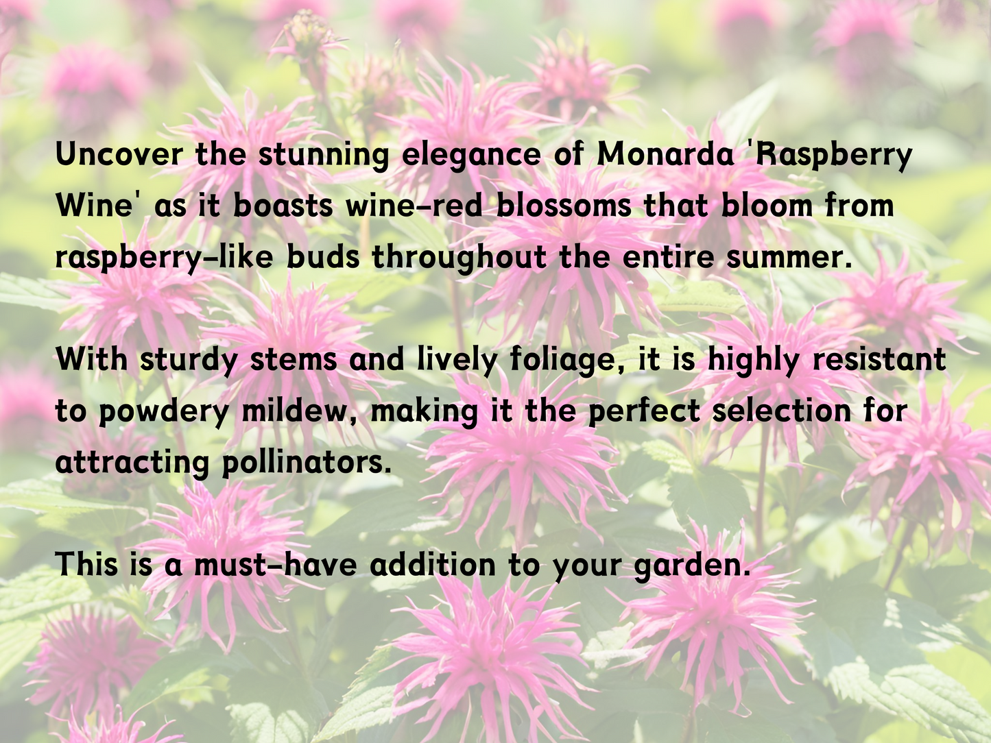 Monarda 'Raspberry Wine'