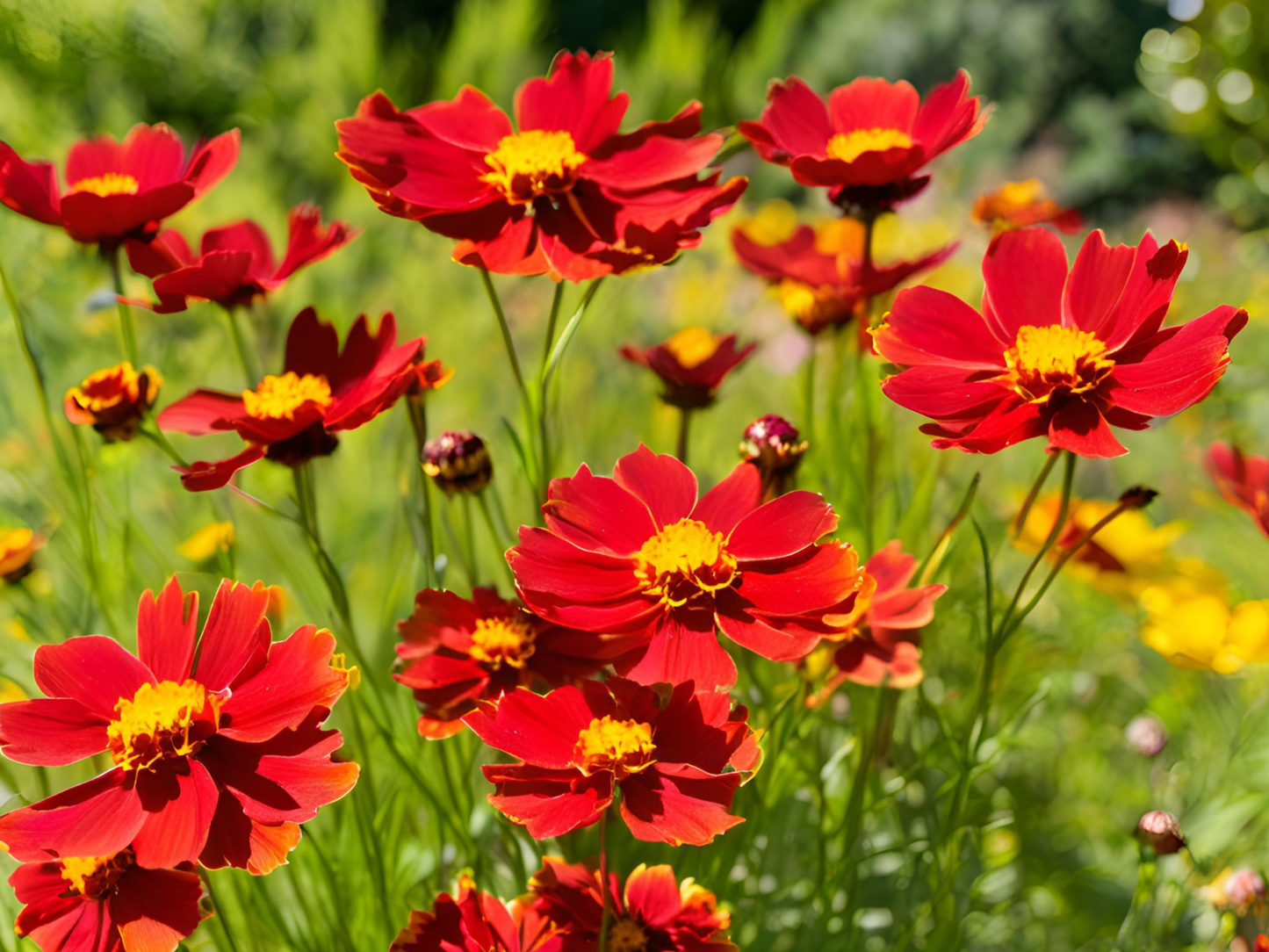 Coreopsis UpTick™ Red