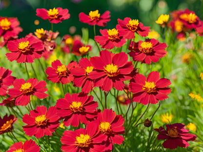 Coreopsis UpTick™ Red