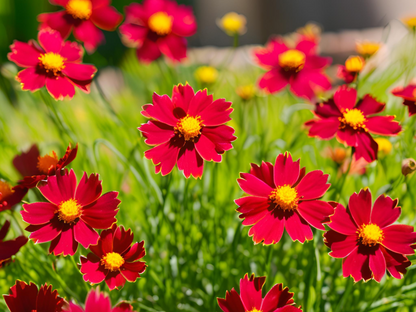 Coreopsis UpTick™ Red