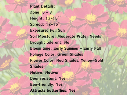 Coreopsis UpTick™ Red