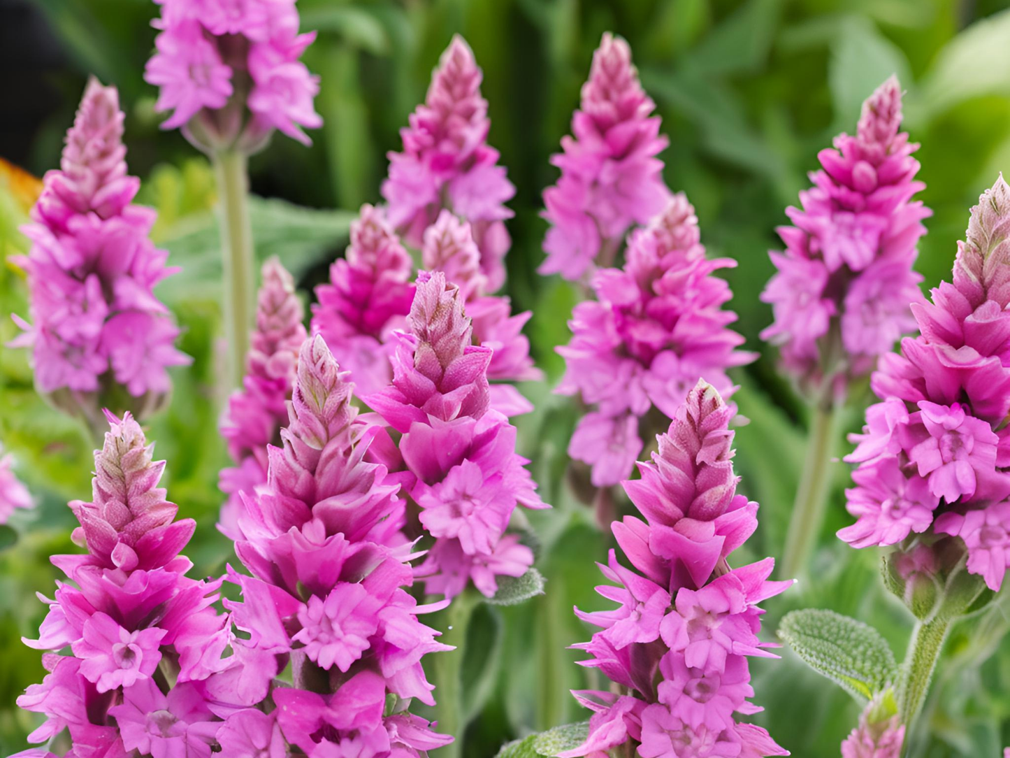 Stachys 'Summer Romance'