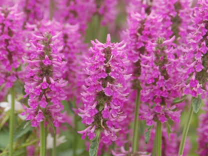 Stachys 'Summer Romance'