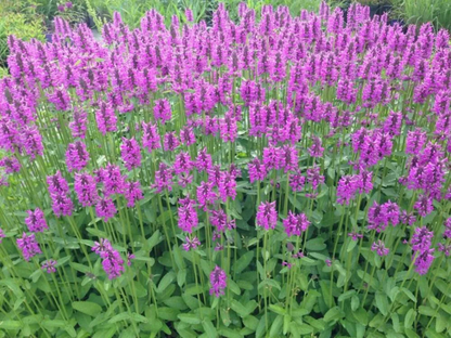 Stachys 'Summer Romance'