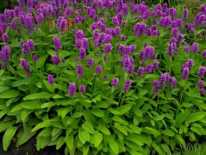 Stachys 'Summer Romance'