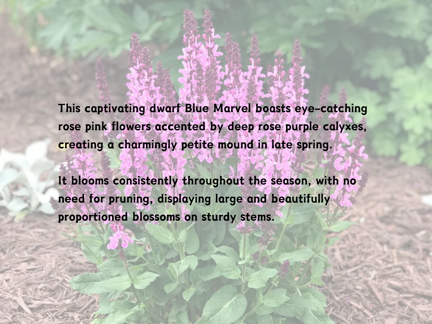 Salvia 'Rose Marvel'